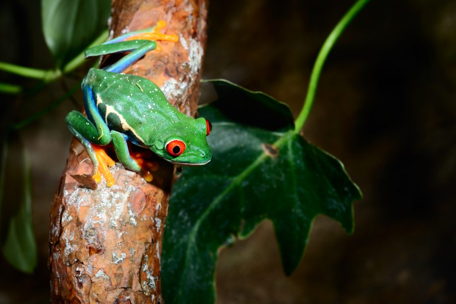 A bright green frog with red eyes and blue stripes on its sides sits on a tree branch with leaves in the background.