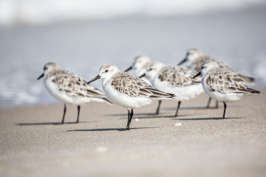 A group of small shorebirds with white and brown plumage standing on a sandy beach near the water.