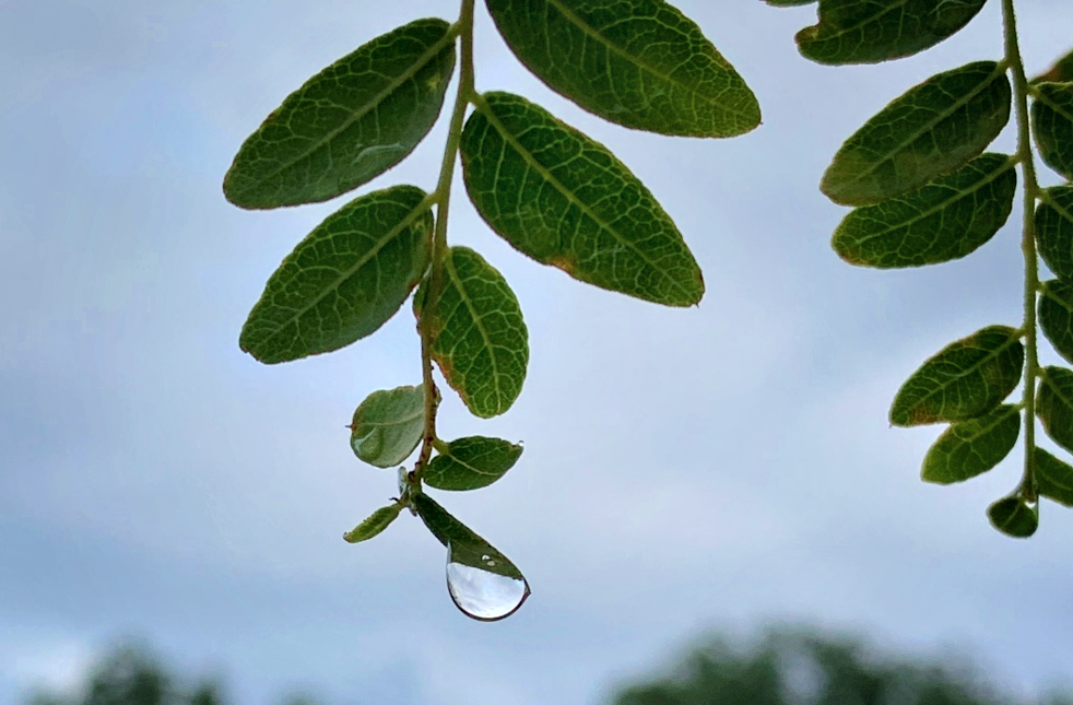 Close-up of dewy green leaves hanging against a cloudy sky, with a single water droplet suspended from one leaf.