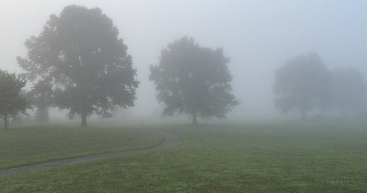 Foggy landscape with several large trees and a winding path on a grassy field. The dense fog obscures the background.