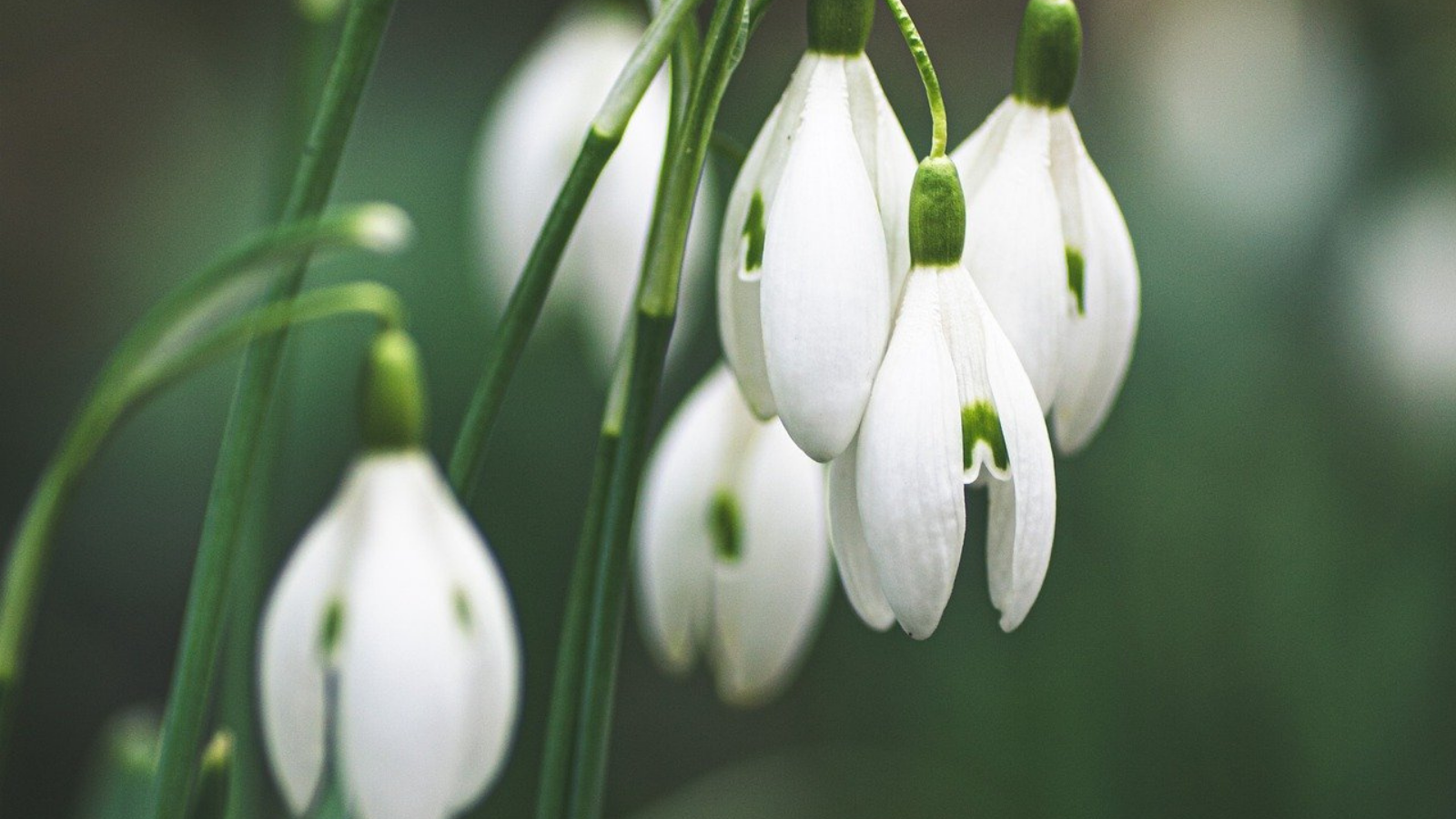 Close-up of snowdrop flowers with white petals and green stems, featuring a blurred green background.