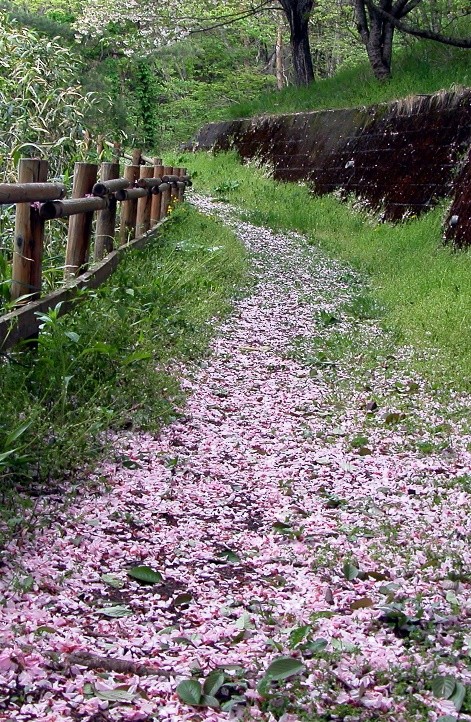 path strewn with flowers