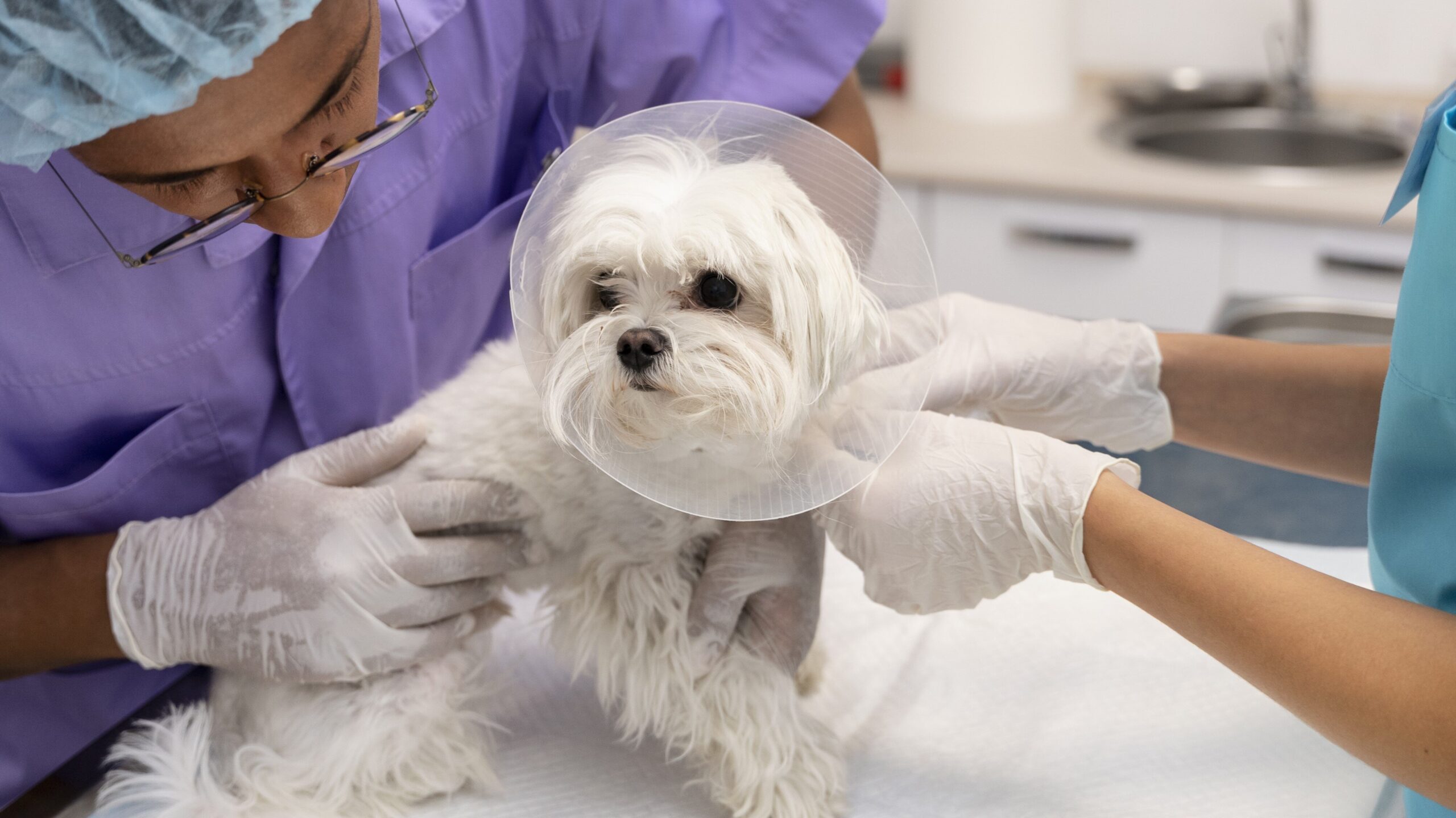 A small white dog with a cone around its neck is being examined by two veterinarians wearing gloves.