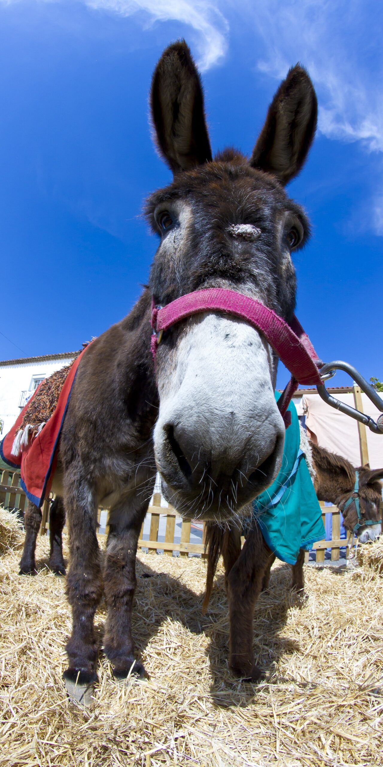 Close-up photo of a donkey with a red halter standing on straw, with a clear blue sky in the background.