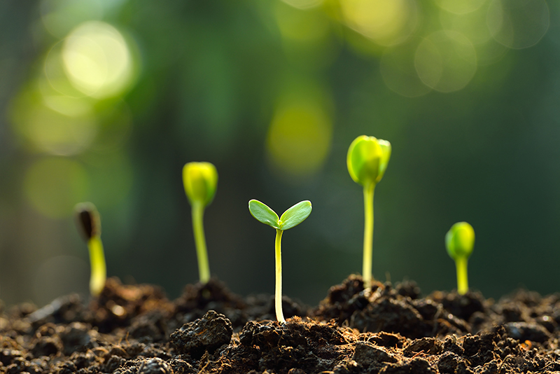 Young green seedlings sprouting from dark soil, reminiscent of new beginnings in affordable housing communities, with a blurred green background.