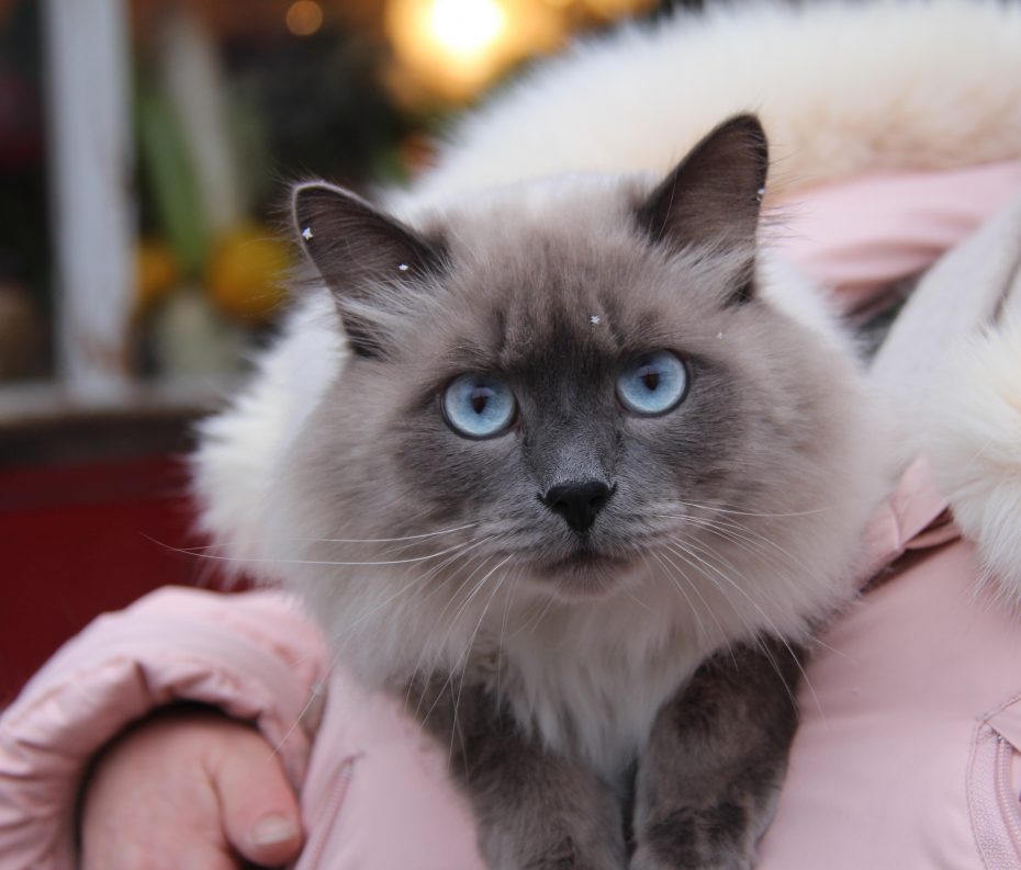 A blue-eyed cat with a fluffy coat is cradled in someone's arms, wearing a light pink jacket with a fur-lined hood.