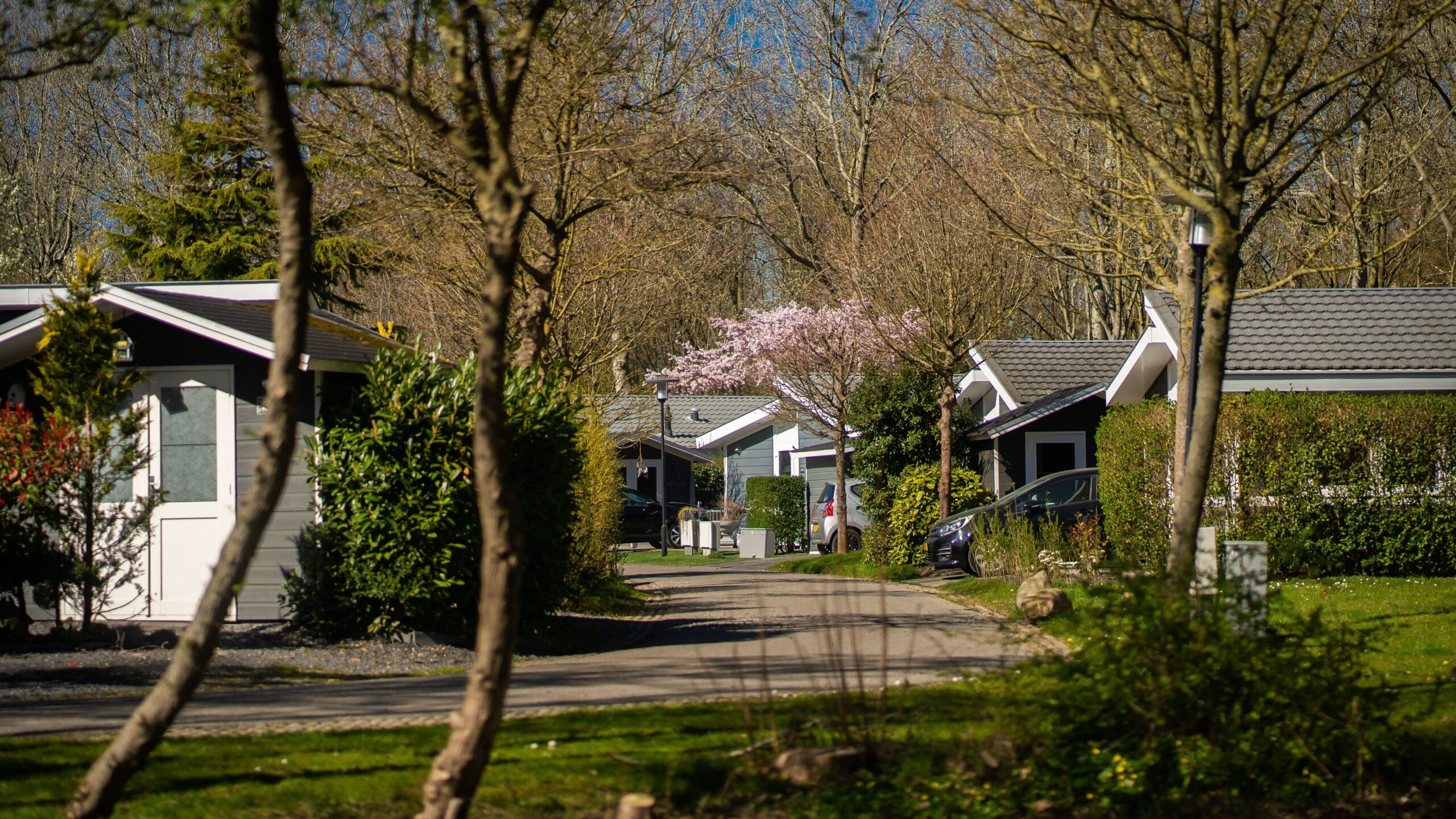 A quiet residential street lined with single-story homes, trees, and greenery on a sunny day.