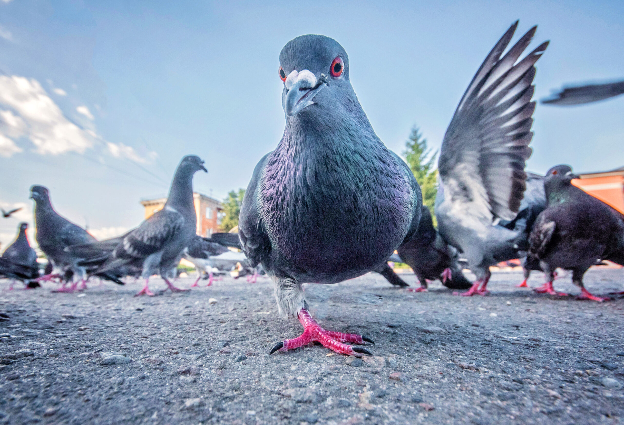 Close-up of a pigeon walking towards the camera with other pigeons in the background. One pigeon on the right has its wings spread. The sky is clear with a few clouds.