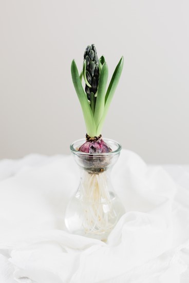 A green plant with budding flowers grows in a clear glass vase filled with water, exposing its roots. The vase is placed on a white fabric.