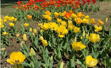 A garden bed filled with blooming yellow tulips in the foreground and red tulips in the background on a sunny day.