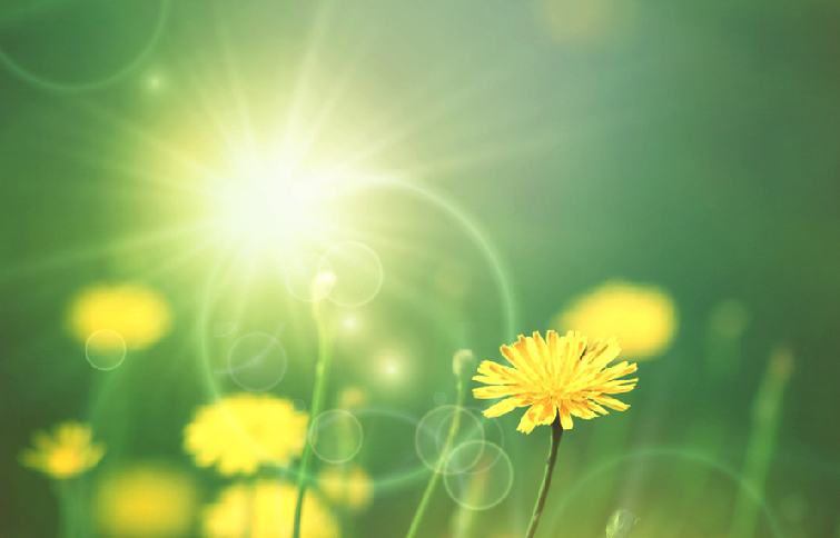 Yellow flowers in a green field with bright sunlight and lens flare in the background.