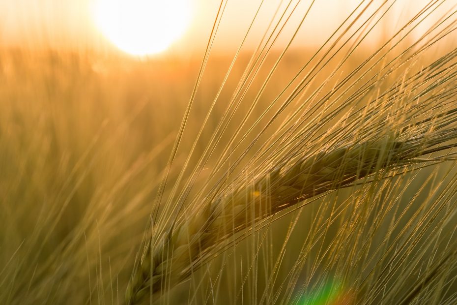 Close-up of a wheat stalk in a field with the sun setting in the background, casting a warm, golden light over the scene.