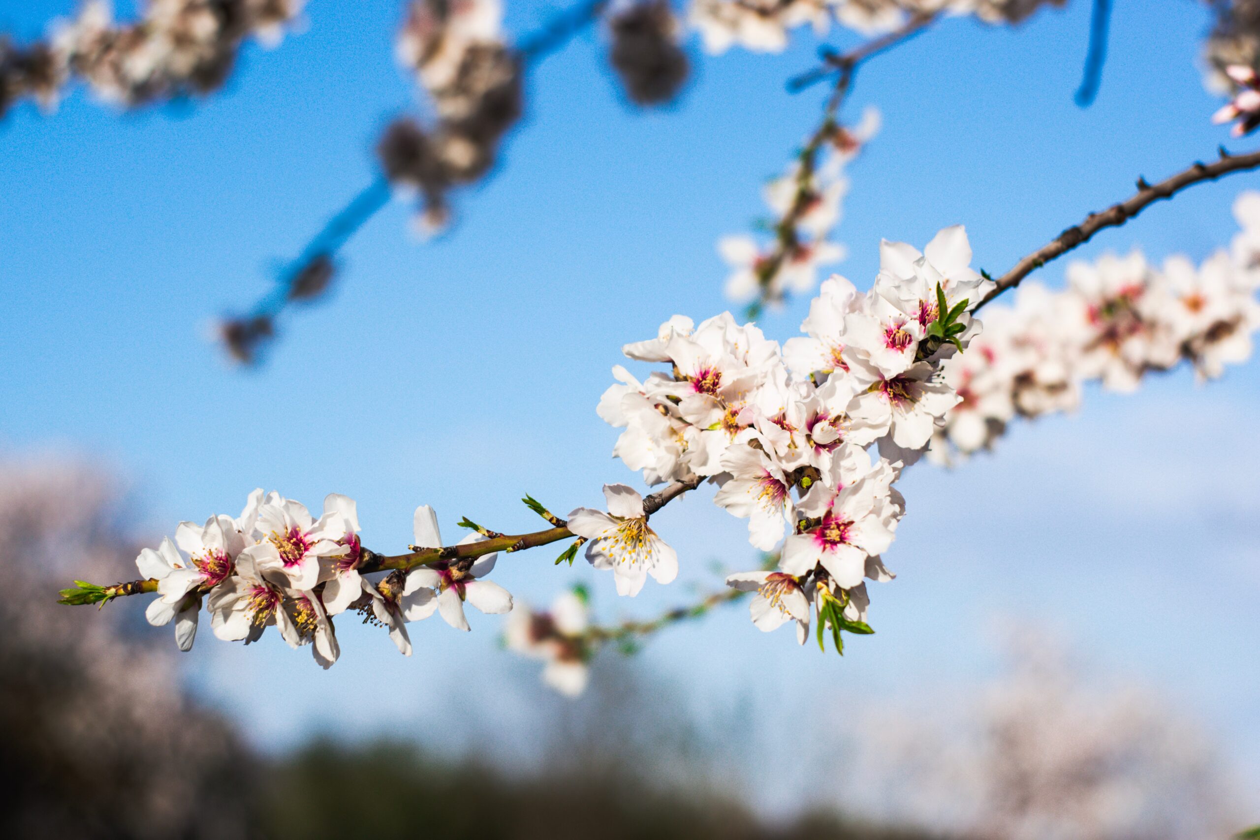 Close-up of a tree branch with white blossoms against a blue sky.