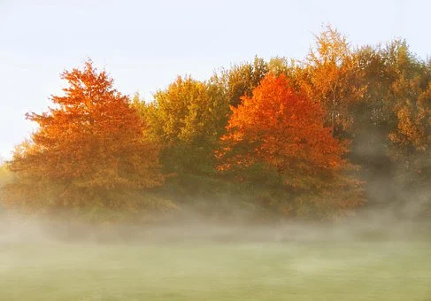 A foggy field with colorful autumn trees in the background, featuring shades of red, orange, and green.