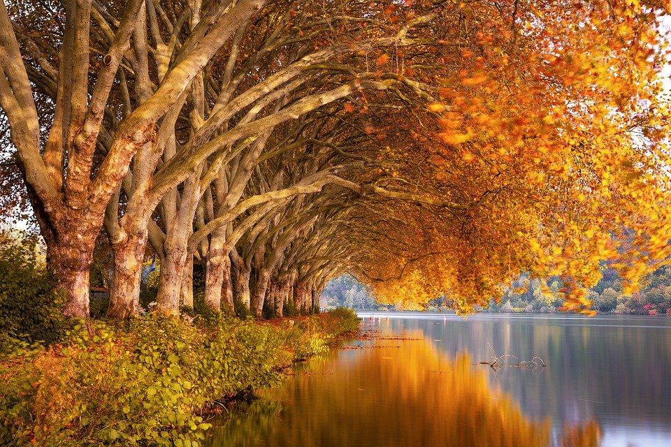 A row of trees with autumn leaves overhangs a calm lake. The leaves' orange hue reflects in the water, creating a serene tunnel-like scene under a clear sky.