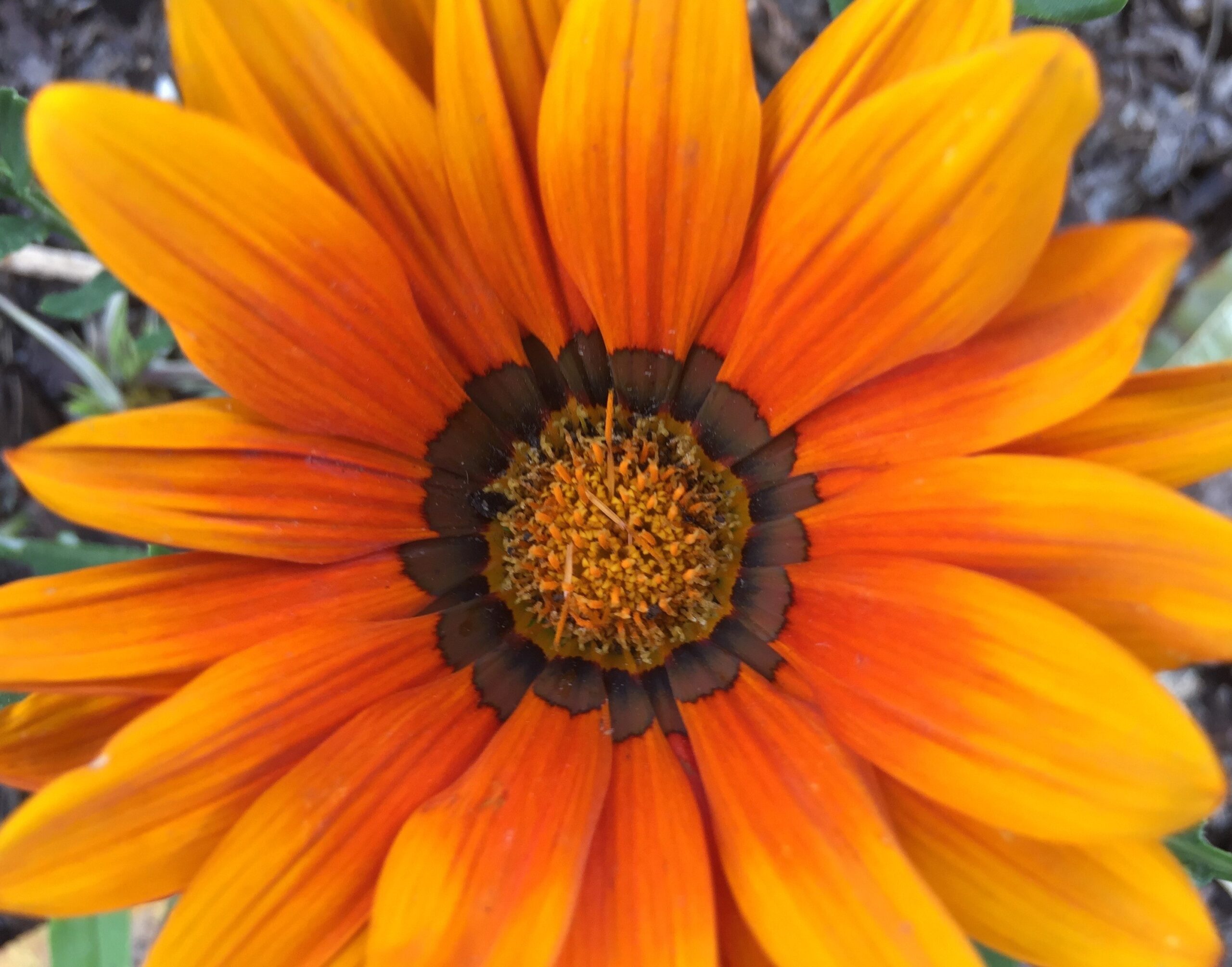 Close-up image of an orange Gazania flower in full bloom, featuring vibrant petals radiating from a central disc of clustered stamens and dark brown markings.