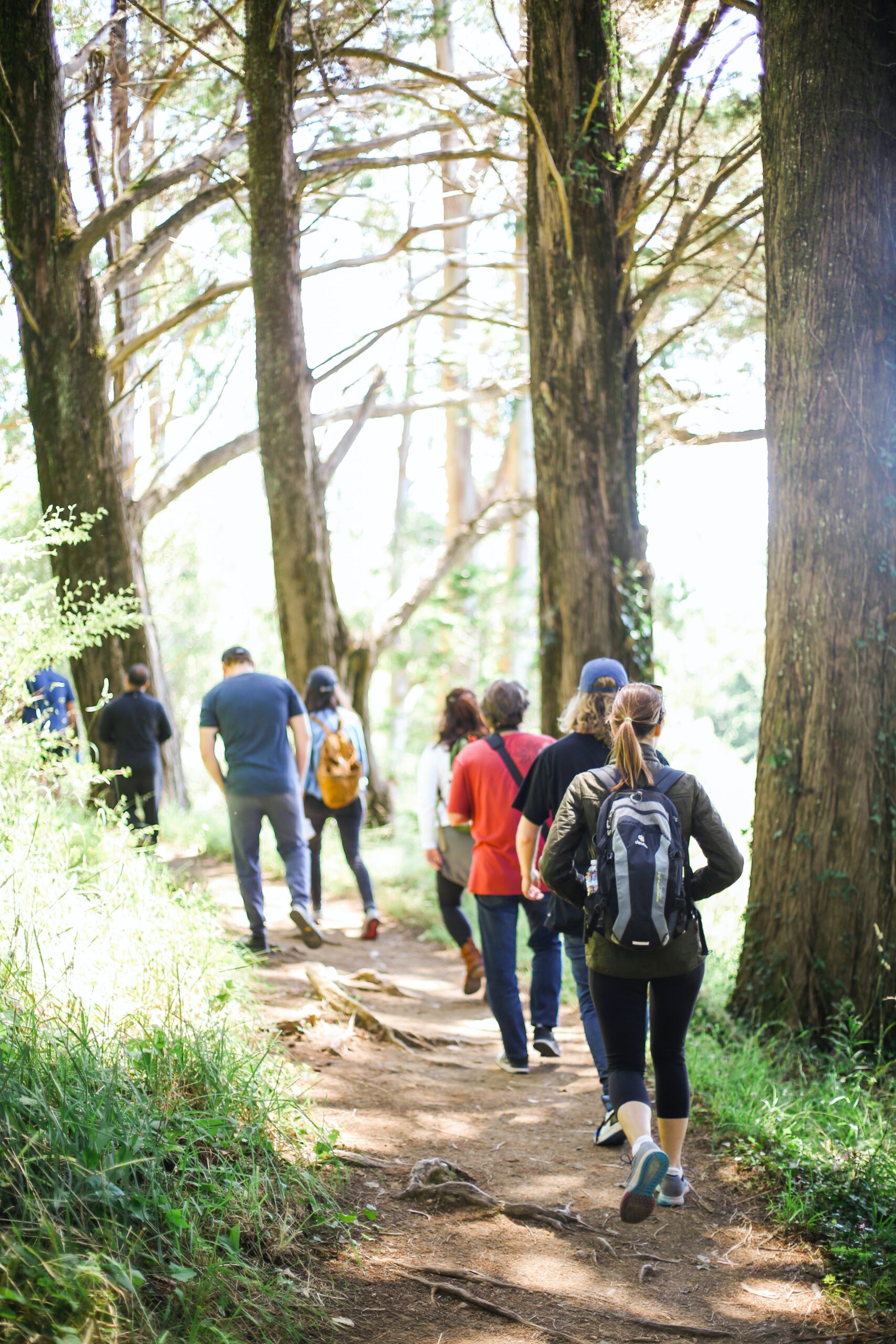 A group of people, wearing backpacks, walk along a forest trail surrounded by tall trees and greenery on a sunny day.