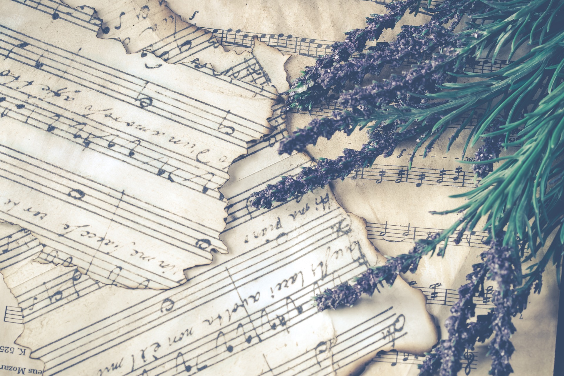 A collection of torn, old sheet music with musical notes, partially covered by sprigs of lavender flowers.