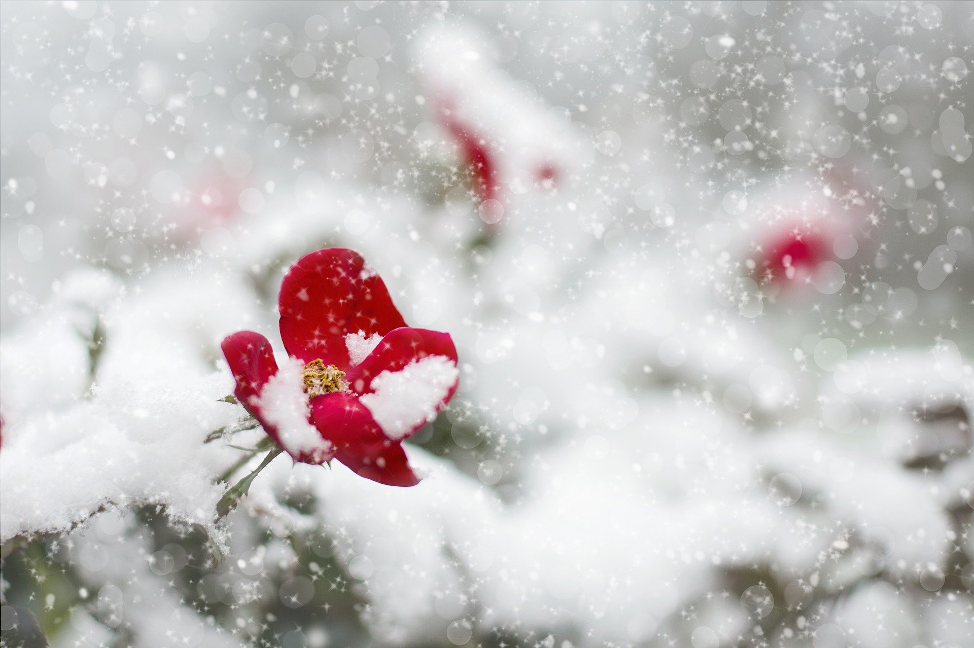 A red flower dusted with snow, surrounded by a snowy backdrop with snowflakes falling gently.