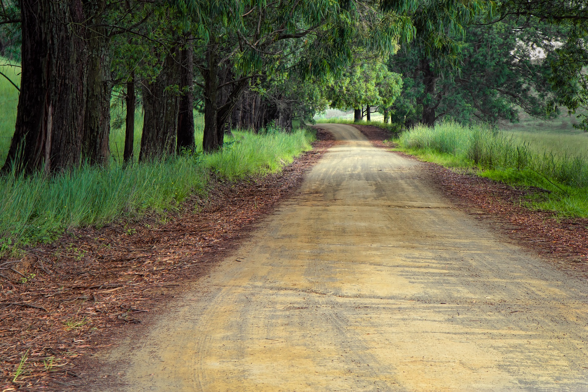 A dirt road winds through a forested area with tall trees on either side and grass bordering the path. The road extends into the distance, disappearing among the trees.