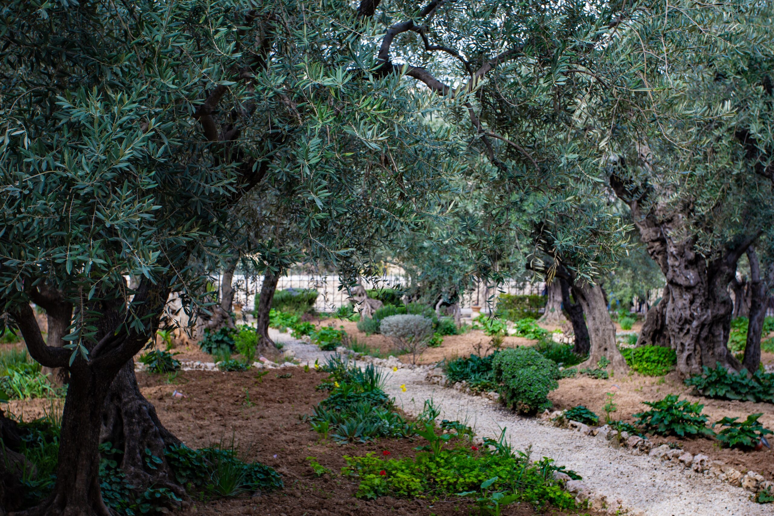 A tranquil garden featuring olive trees, green shrubs, and a gravel path winding through the landscape.